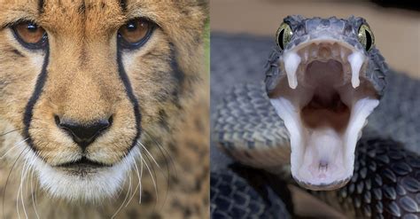 The Amazing Fight Between A Leopard And A Python