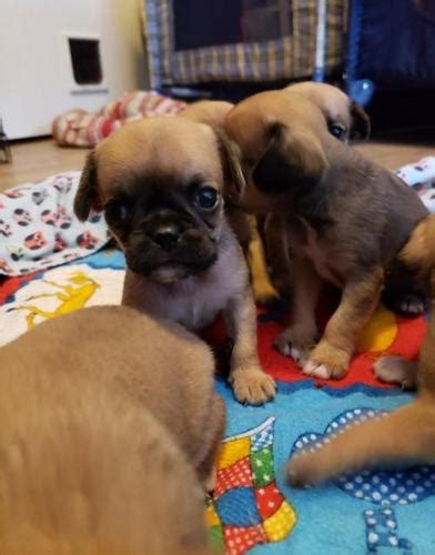 The bozeman city commissioners had just approved a ballot. Pug Puppy for Sale - Adoption, Rescue | Pug Puppy For Sale in Belgrade MT | 5507282587 | Dogs on ...