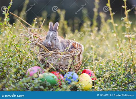 Easter Bunny Hunt Easter Egg On Green Grass Nature Background Stock