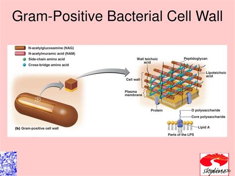 Gram Positive Bacterial Cell Wall Diagram Diagram Media