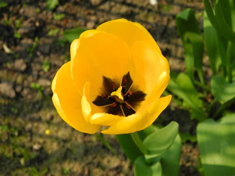Free Images Petal Tulip Botany Yellow Flora Wildflower Spring