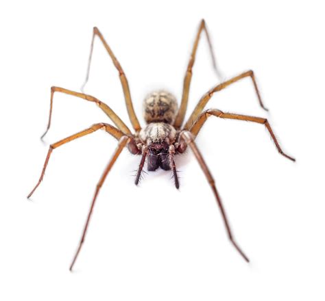 Giant House Spiders Are Creeping Our Way