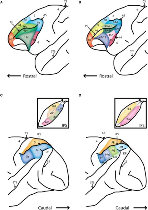 Schematic Diagrams Of The Lateral Surface The Macaque Monkey A