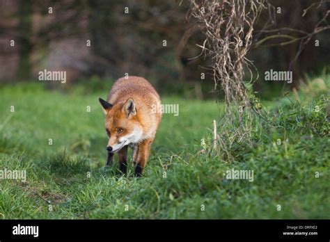 European Red Fox In The Uk January Stock Photo Alamy