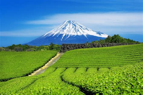 Free Photo Fuji Mountains And Green Tea Plantation In Shizuoka Japan