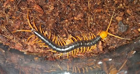 Scolopendra Dehaani For Sale