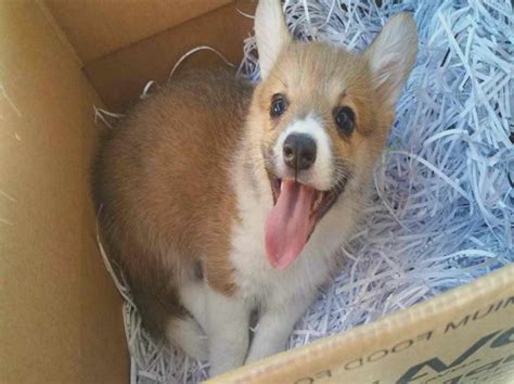 Corgi Puppies For Sale Bay Area Petsidi