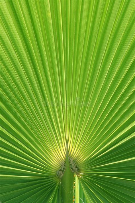 Beautiful Palm Tree Leaf Texture Stock Photo Image Of Beauty Leaf