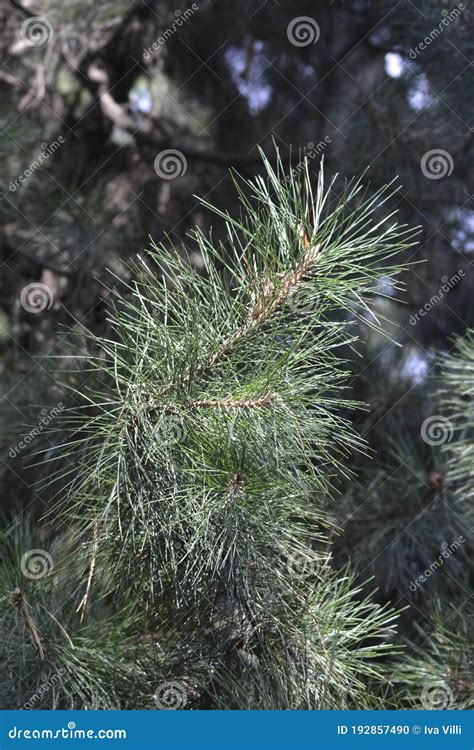 Chinese Red Pine Stock Photo Image Of Foliage Leaf 192857490