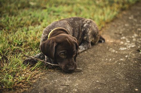 Brown Puppy With Sad Eyes · Free Stock Photo