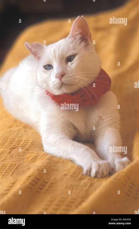 Male Foreign White Siamese Cat Stock Photo Alamy