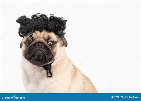 Dog Pug Breed Wearing Hairpiece Curly Hair Feeling So Funny Dog Stock