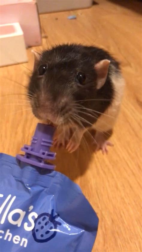 Meatball Enjoys His Baby Food A Lot Rats Baby Food
