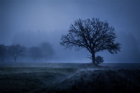 Get Foggy Trees Wallpaper Images