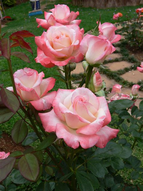 Yellow Hybrid Tea Roses Bushes Hybridtearoses Rosas Flores Jardinagem