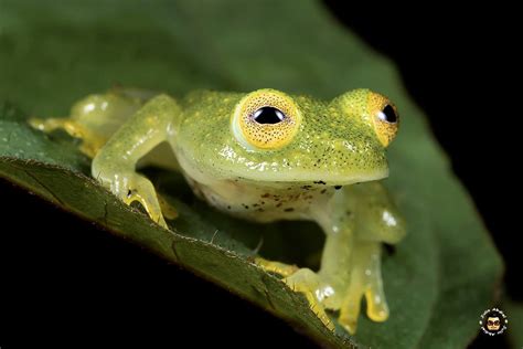 Nocturnal Macro Adventure Featured Species Fleischmanns Glass Frog