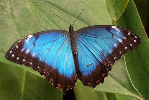 Blue Morpho Butterfly Science Buzz