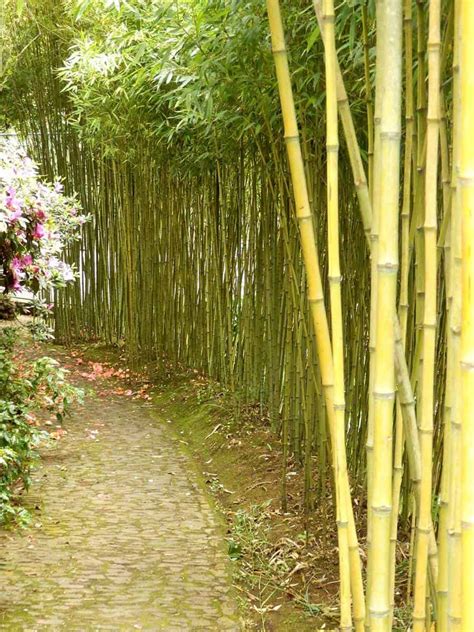 Bamboo in the garden offers a privacy screen fast growing evergreen with leaves, stems or soft sticks. 53 Bamboo Garden Ideas That Will Inspire You - Garden Tabs