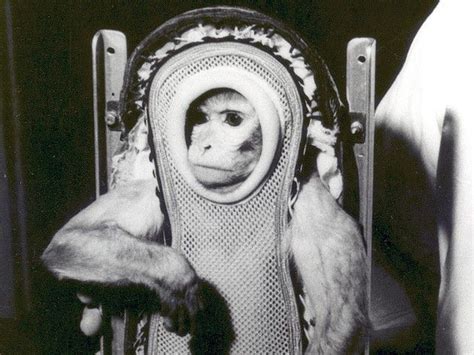 Animals In Space First Monkey In Space Space Animals Monkey In Space