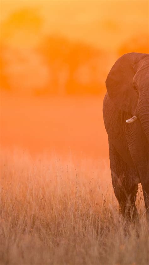 1440x2560 Resolution Elephant In Sunset Kenya Africa Samsung Galaxy S6