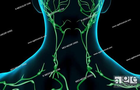 The Lymph Supply Of The Neck Stock Photo Picture And Royalty Free