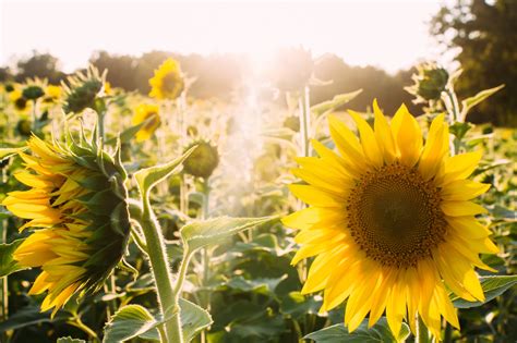 Sunflower Field Visit Yolo County California Davis Winters