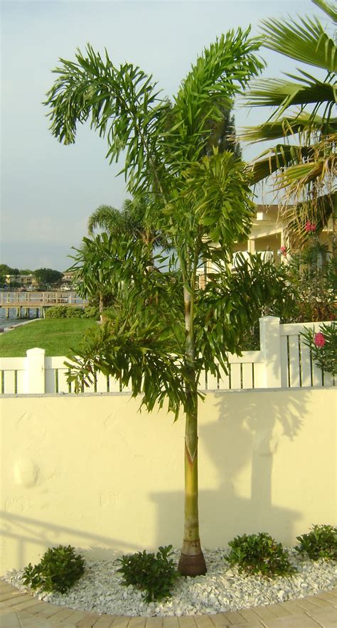 Buy Foxtail Palm Trees In Miami Ft Lauderdale Kendall