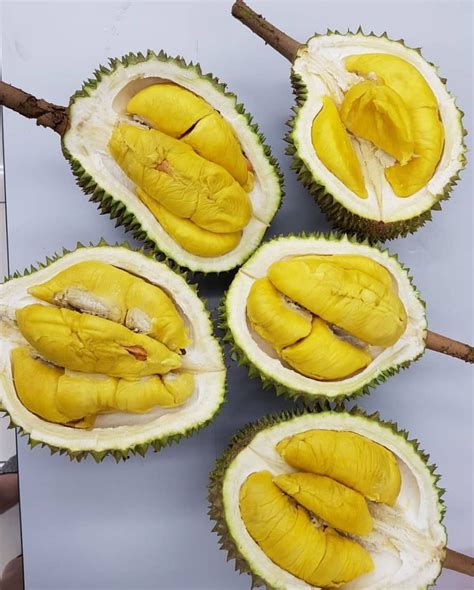 Durian jenis ini berwarna kuning kusam dan berperasa sedikit manis berkrim, maka sesuailah bagi mereka yang hanya mahukan rasa kemanisan. 10 Jenis Durian Paling Populer Ini Wajib Masuk List ...