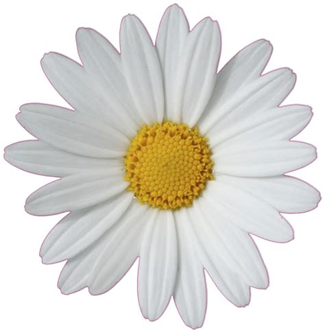 Common Daisy Flower Clip Art Daisy Png Download 682700 Free