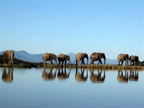 Volunteer With Elephants In South Africa Responsible Travel