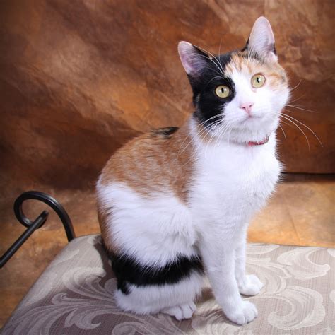 Top 100 Show Me Pictures Of A Calico Cat Pexel