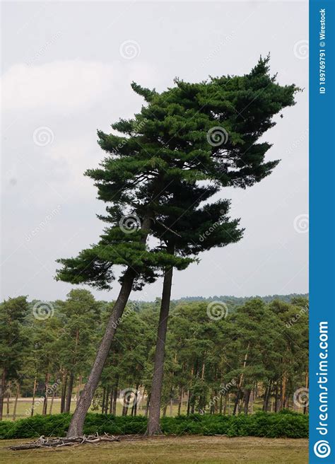 Vertical Shot Of Two Tall Trees In The Park During A Windy Day Stock