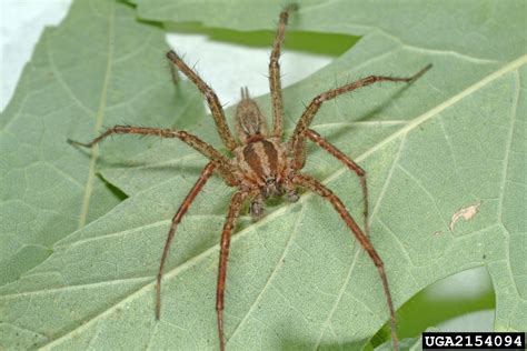 Funnel Web Spider Agelenopsis Spp Araneae Agelenidae 2154094