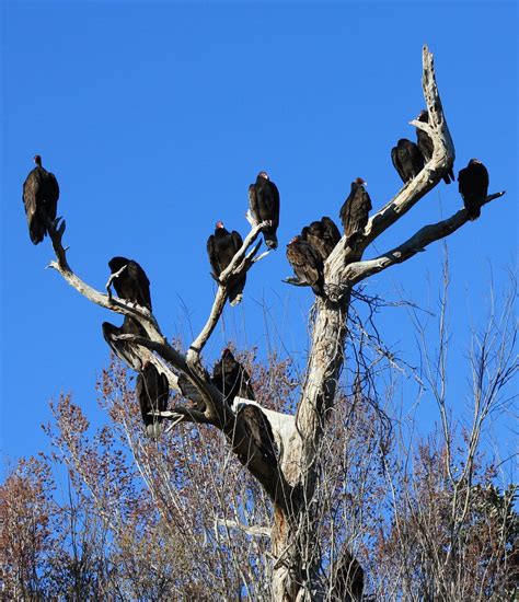 Tree Of Turkey Vultures A Dead Tree Full Of Roosting Turke Flickr