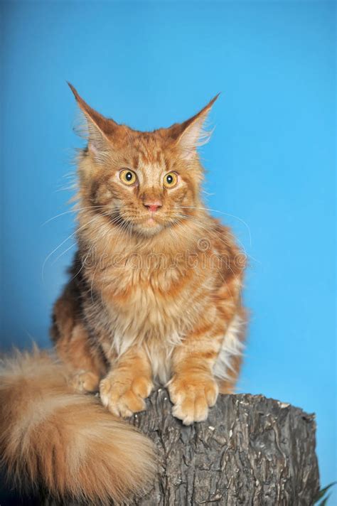 Red Maine Coon Cat Stock Image Image Of Gray Haired 33505737