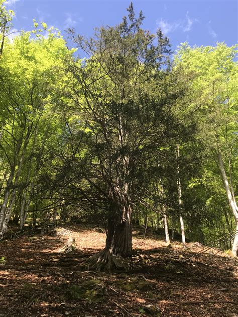 Il Tasso Di Bosco Medol Giant Trees Foundation