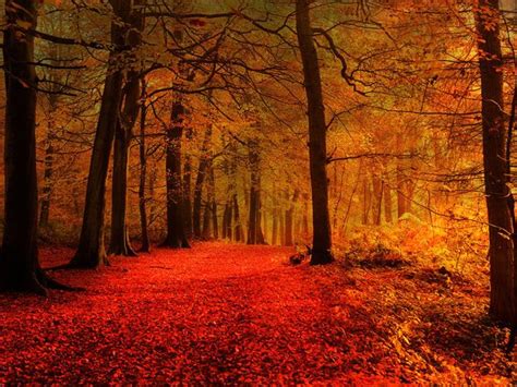 15 Stunningly Surreal Autumn Paths Autumn Landscape Autumn Magic Nature