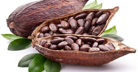 Natural Cocoa Extract Sapna Foods