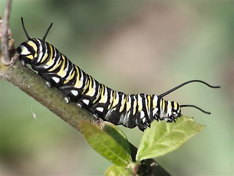 Baby Monarch Butterflies Are Cute Caterpillars Baby Animal Zoo