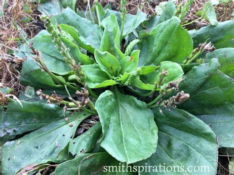 Your Guide To The Herb Plantain How To Identify And Use It Herbal