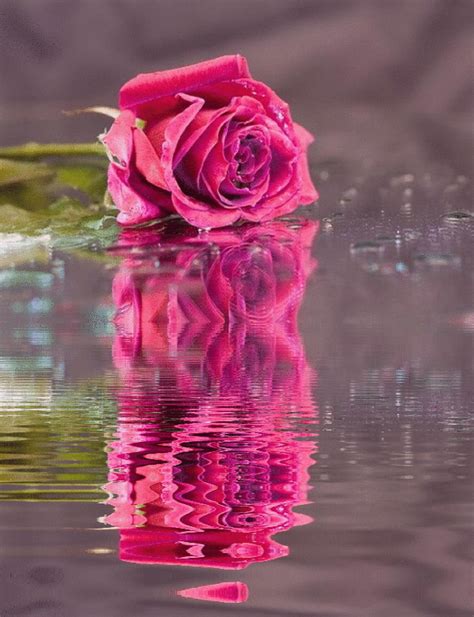 Magnifique Rose Avec Animation Eau