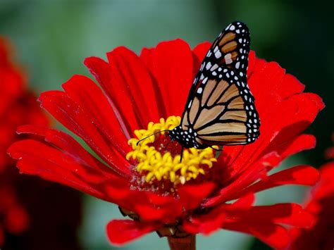 Check spelling or type a new query. wallpaper: Beautiful Flowers Wallpaper Free Download