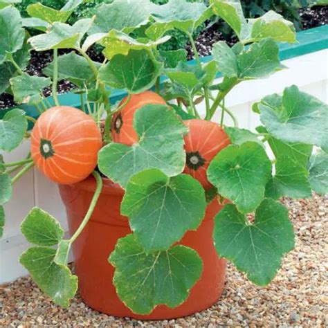 Growing Pumpkins In Containers How To Grow Pumpkins In Pots Grow