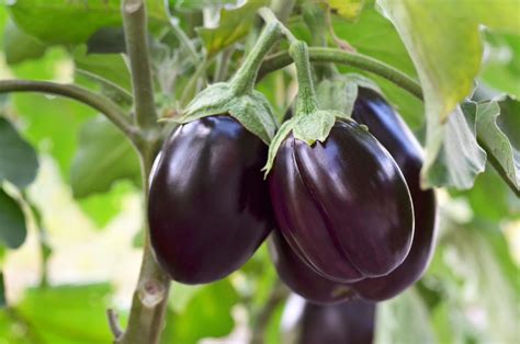 Success Of Bt Brinjal In Bangladesh Opens Possibility For Two New