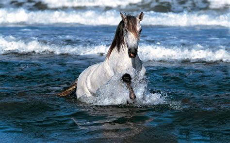 White Horse Running In The Ocean Wallpaper Animal Wallpapers 54158