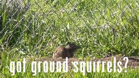 Ground Squirrel Problem Youtube