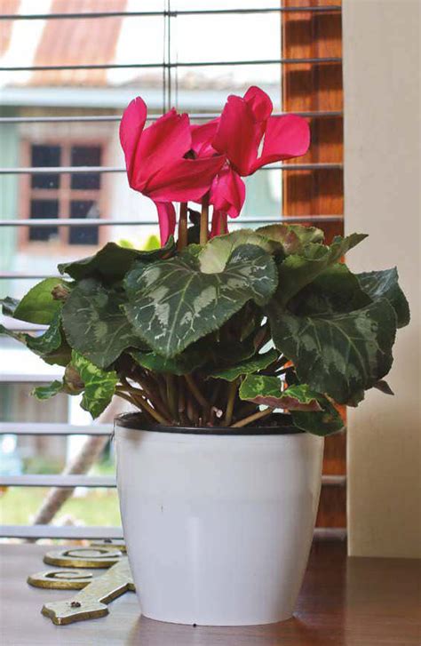 Carbon dioxide is a waste product of aerobic respiration in plant cells. 5 Easy-To-Grow Indoor Flowering Plants