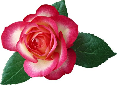 Rose Clipart High Resolution Rose High Resolution Transparent Free For