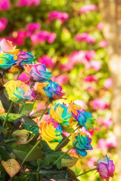 Rainbow Roses Stock Photo Image Of Orange Rainbow Beauty 65113946