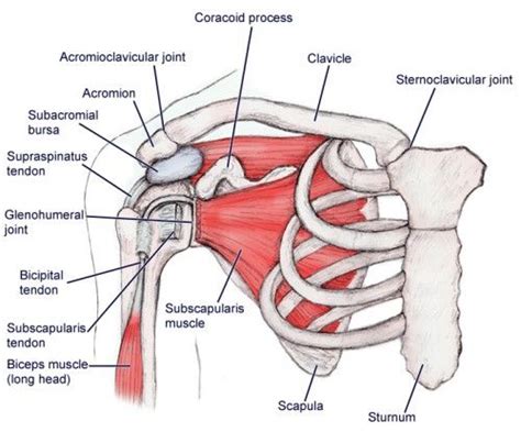 15 Best Female Anatomy Images On Pinterest Shoulder Muscles Human